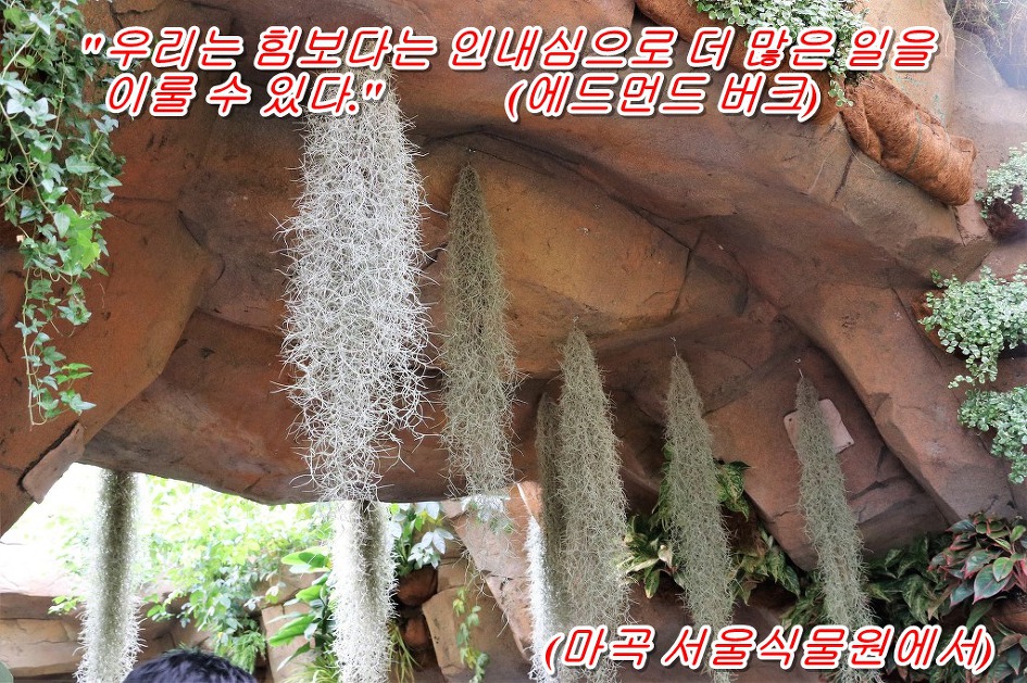 <에드먼드 버크 말 하기를>